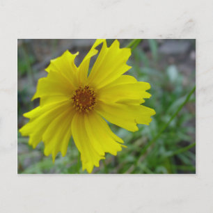 COREOPIS POSTKARTE