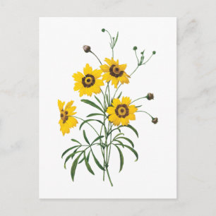 coreopsis(Coreopsis elegans) von Redouté Postkarte