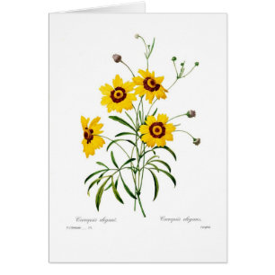 Coreopsis elegans