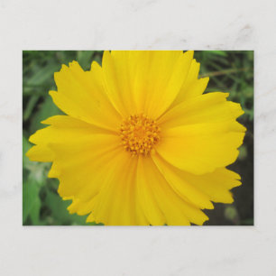 Coreopsis Gelbe Blume Bloom Postkarte