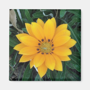 Coreopsis Magnet