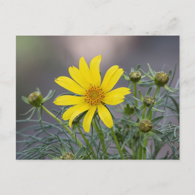 Coreopsis Postkarte (Vorderseite)
