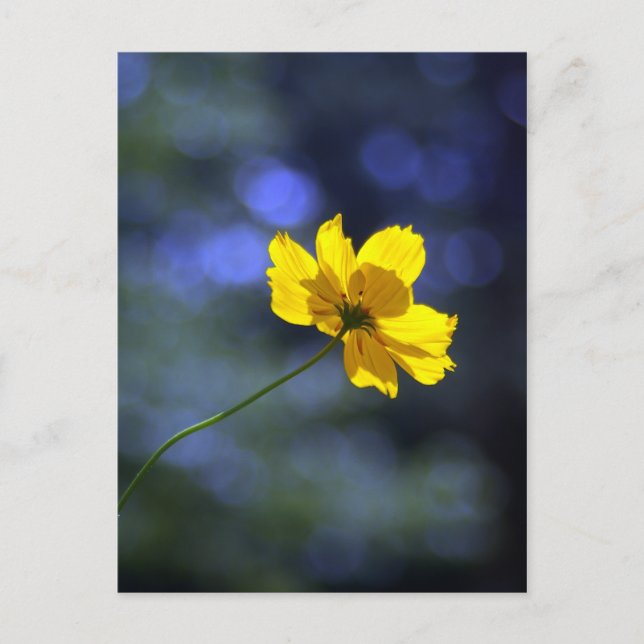 Coreopsis Postkarte (Vorderseite)