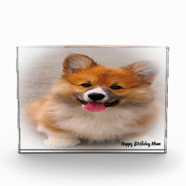 Corgi Dog. Fotoblock