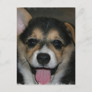 Corgi Dog Postcard Postkarte