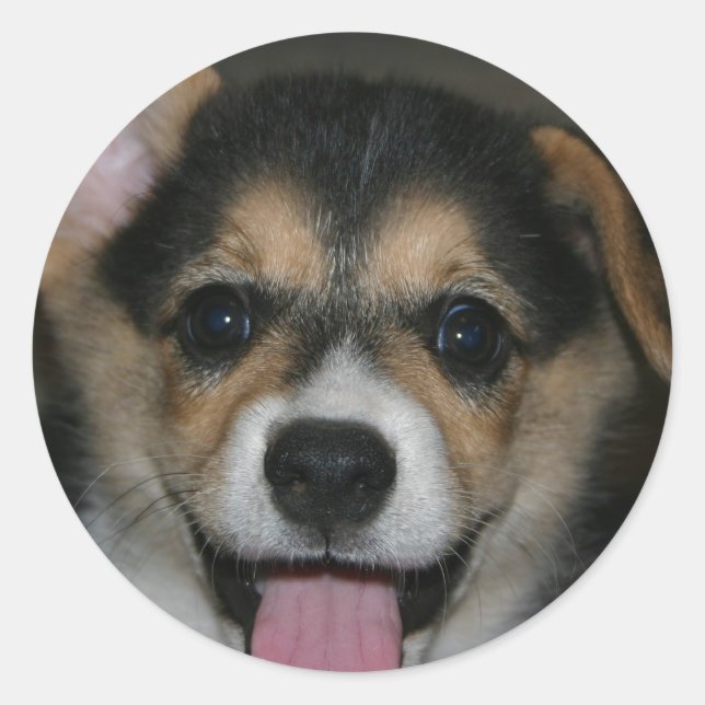 Corgi Dog Sticker (Vorderseite)