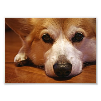 Corgi Face Fotodruck