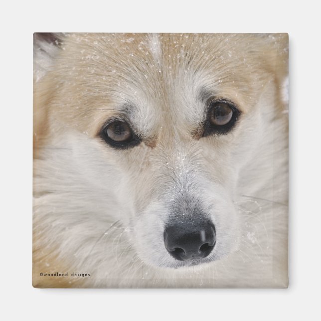 Corgi Face Magnet (Vorne)