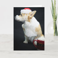 Corgi mit weich geschlagener Creme auf der Nase We