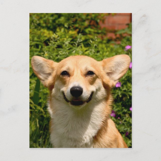 Corgi Postcard Postkarte (Vorderseite)