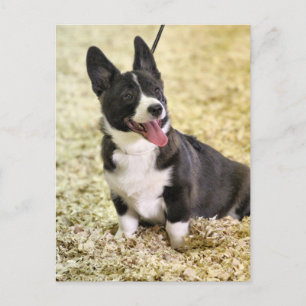 Corgi Postkarte