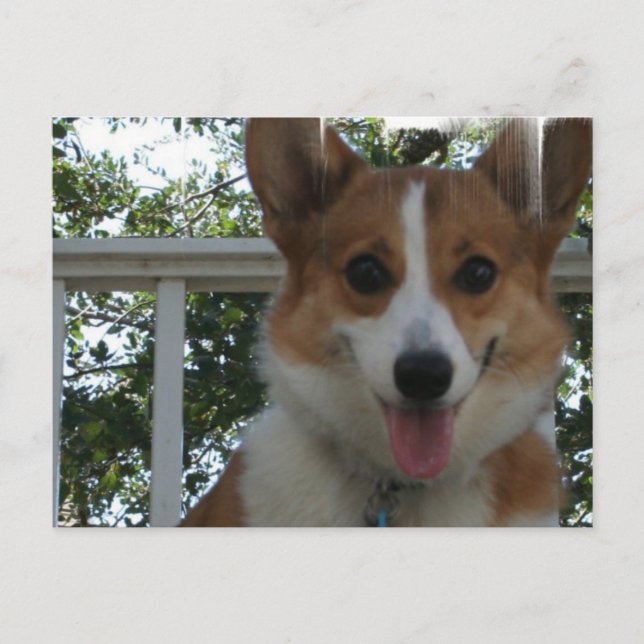 Corgi Puppy Dog Postkarte (Vorderseite)