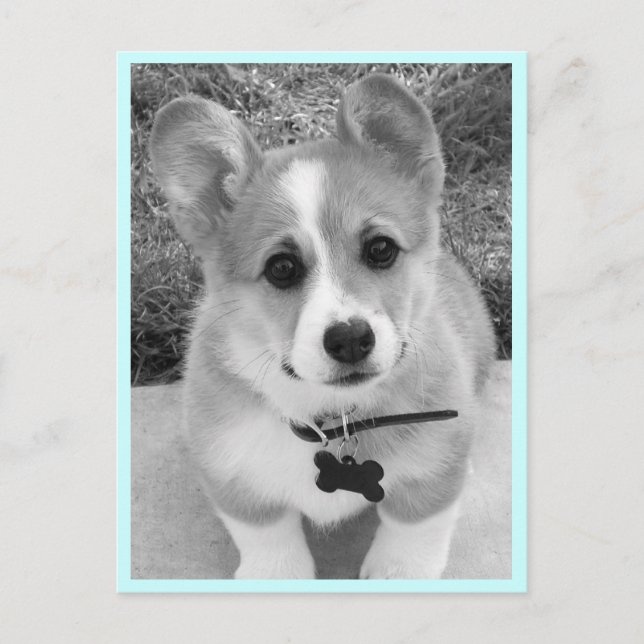 Corgi Puppy Postkarte (Vorderseite)