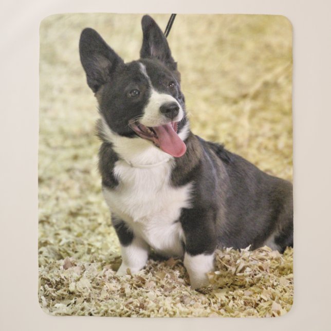 Corgi Sherpadecke (Vorderseite)