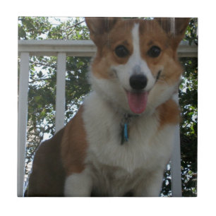 Corgi-Welpen-Fliese Fliese