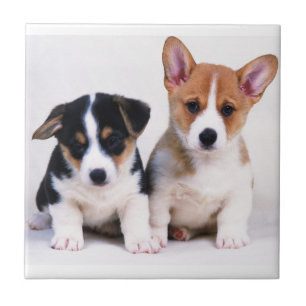 Corgi-Welpen-Keramik-Fliese Fliese