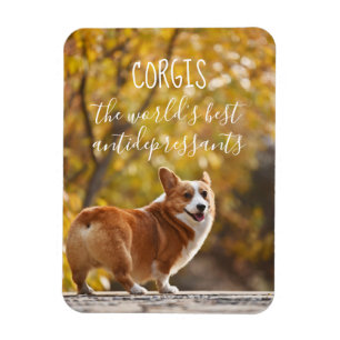 Corgis Die besten Antidepressiva der Welt Magnet
