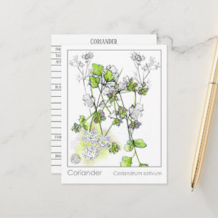 Coriander Materia Medica Kräuterstudie Pflanze Car Postkarte