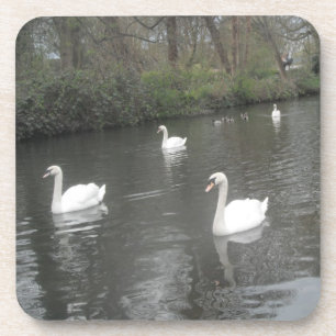 Cork Untersetzer Swans River Schwimmen