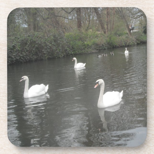 Cork Untersetzer Swans River Schwimmen (Vorderseite)