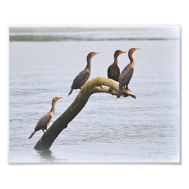 Cormoran Foto Print (Vorne)