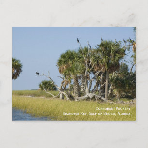 Cormoran Rookery Postcard Postkarte