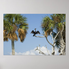 Cormorant Dry Wings Print Poster