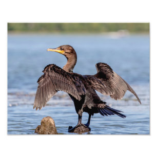 Cormorant mit Doppelboden am Champlain-See Fotodruck