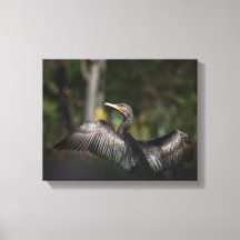 Cormorant Nature Foto