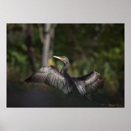 Cormorant Nature Photo Poster