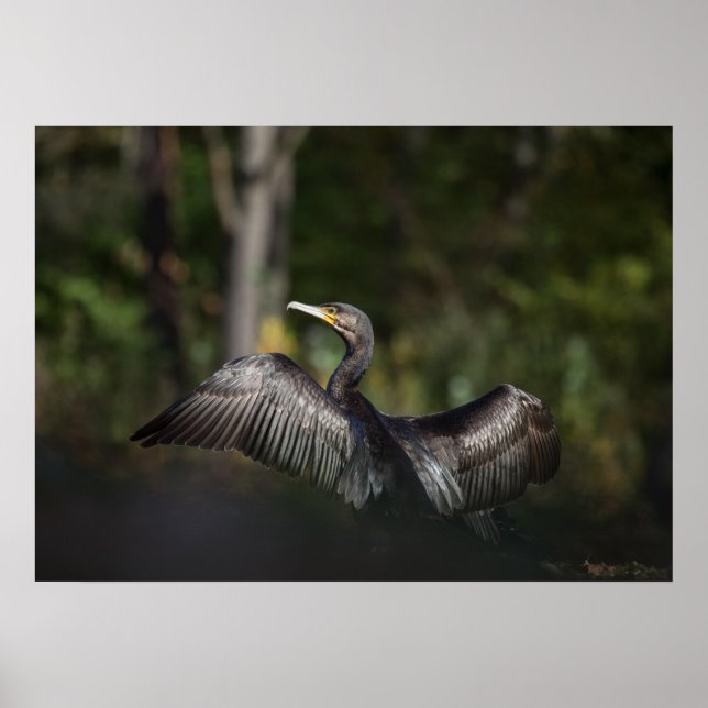 Cormorant Nature Photo Poster (Vorne)