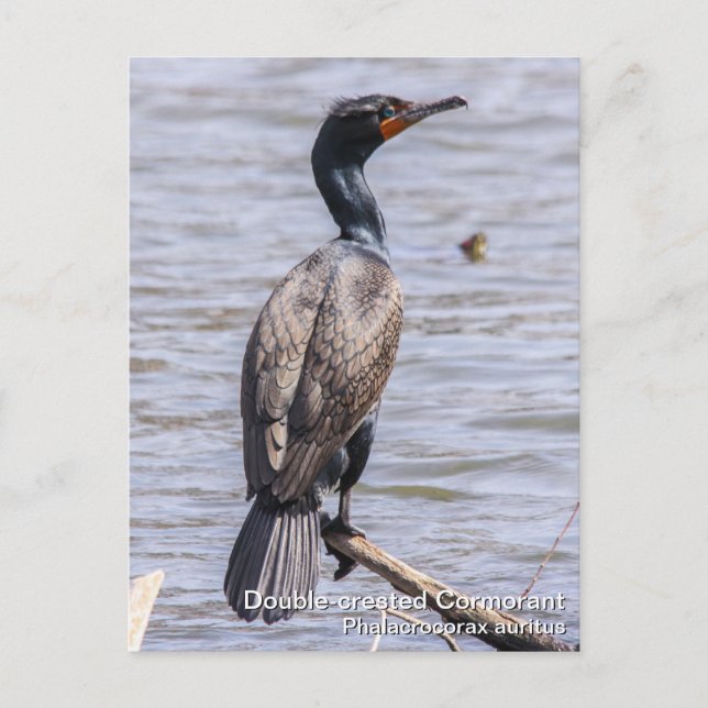 Cormorant Postkarte (Vorderseite)