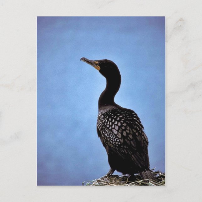 Cormorant Postkarte (Vorderseite)