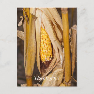 Corn Cobb on Stalk Danke, Postkarte