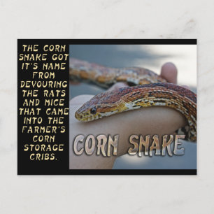 CORN SNAKE POSTKARTE