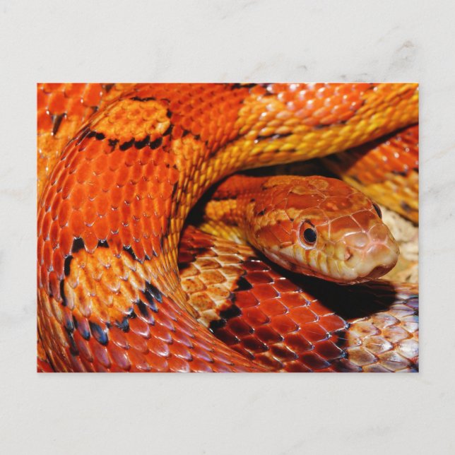 Corn Snake Postkarte (Vorderseite)