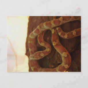 Corn Snake Postkarte