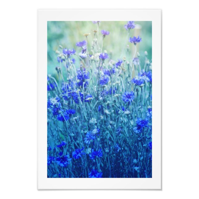 Cornblumen Fotodruck (Vorne)