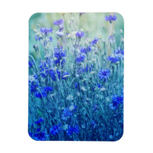 Cornblumen Magnet