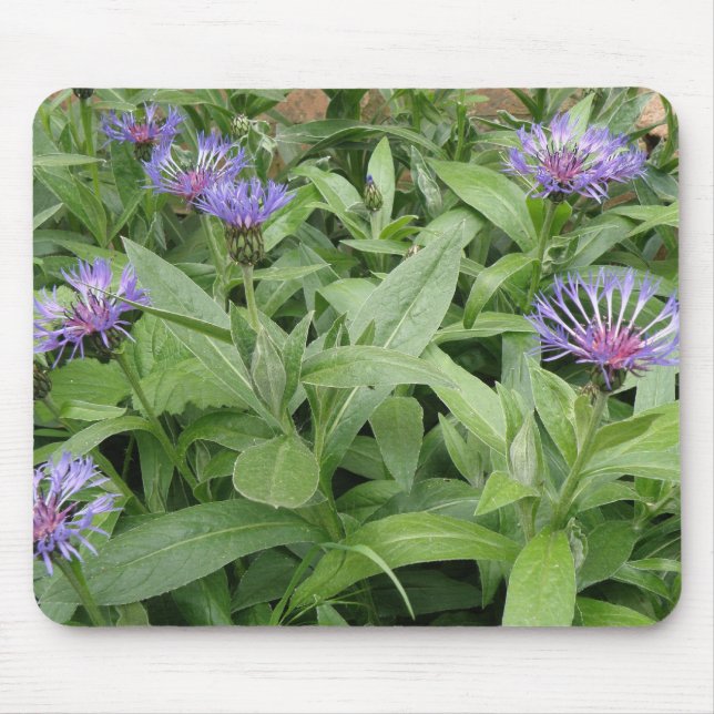 Cornblumen Mousepad (Vorne)
