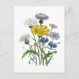 Cornblumen Postkarte