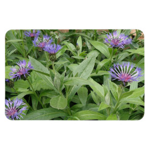 Cornblumen Premium Magnet