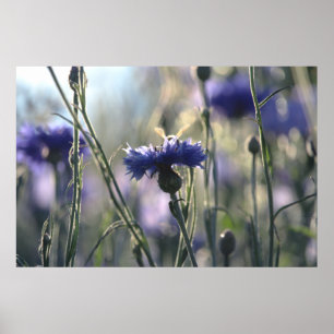 Cornblumen Sommer Abend Wiese Poster