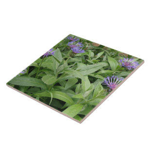 Cornblumen Tile Fliese