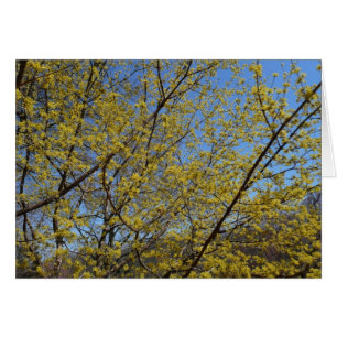 Cornelian Cherry Dogwood und Blue Sky Floral