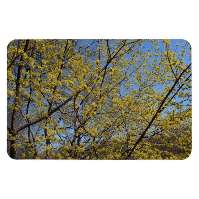 Cornelian Cherry Dogwood und Blue Sky Floral Magnet (Horizontal)