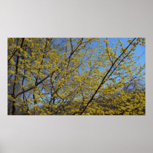 Cornelian Cherry Dogwood und Blue Sky Floral Poster