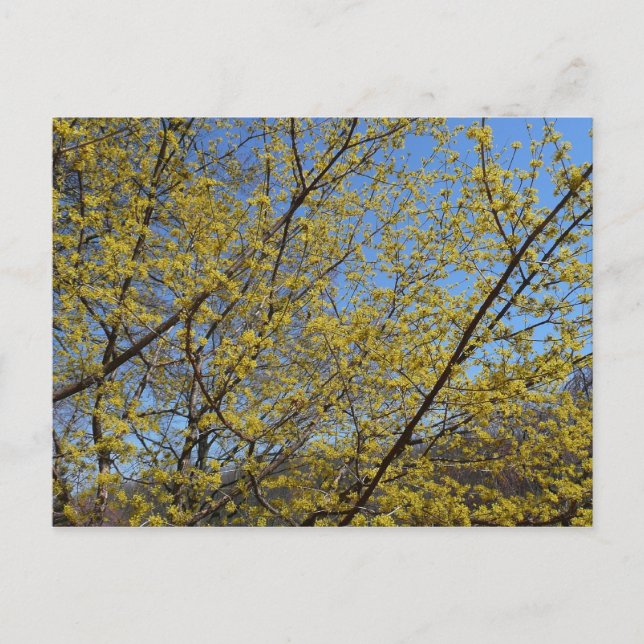 Cornelian Cherry Dogwood und Blue Sky Floral Postkarte (Vorderseite)