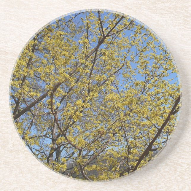 Cornelian Cherry Dogwood und Blue Sky Floral Sandstein Untersetzer (Vorne)