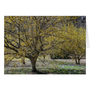 Cornelian Cherry Dogwood und Glory of the Snow